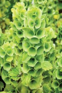 Growing Green Flowers Image
